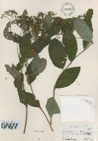 Spiraea miyabei image