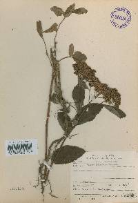 Spiraea miyabei image