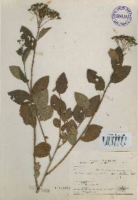 Spiraea miyabei image