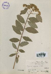 Spiraea miyabei image