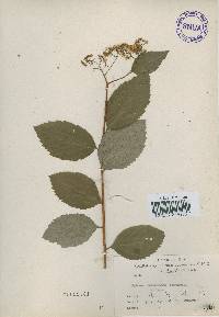 Spiraea miyabei image
