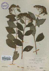 Spiraea miyabei image