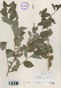 Spiraea miyabei image