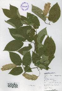 Carpinus cordata image