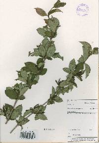 Weigela florida image