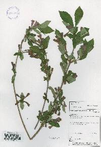 Image of Weigela hortensis