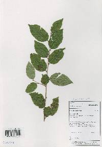 Carpinus tschonoskii image