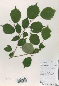 Corylus sieboldiana image