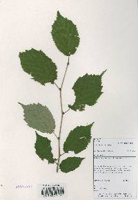 Corylus sieboldiana image