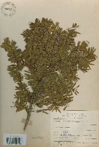 Taxus cuspidata image