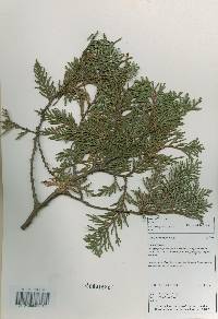 Thuja koraiensis image