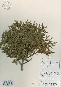 Thuja koraiensis image
