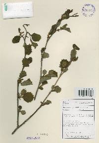 Alnus incana subsp. hirsuta image