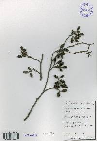 Alnus incana subsp. hirsuta image