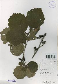 Alnus incana subsp. hirsuta image