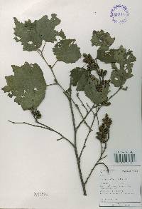 Alnus incana subsp. hirsuta image