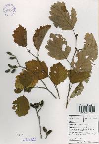 Alnus incana subsp. hirsuta image