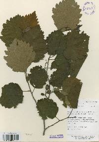 Alnus incana subsp. hirsuta image