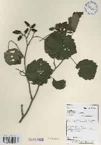 Alnus incana subsp. hirsuta image