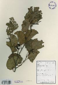 Alnus incana subsp. hirsuta image