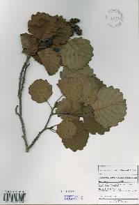 Alnus incana subsp. hirsuta image