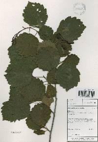 Alnus incana subsp. hirsuta image