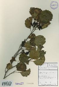 Alnus incana subsp. hirsuta image