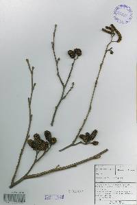 Alnus incana subsp. hirsuta image