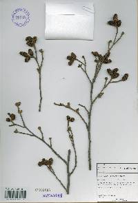 Alnus incana subsp. hirsuta image