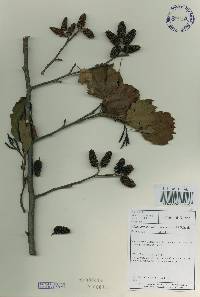 Alnus incana subsp. hirsuta image
