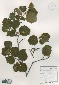 Alnus incana subsp. hirsuta image