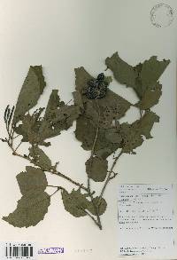 Alnus incana subsp. hirsuta image