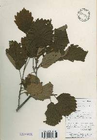 Alnus incana subsp. hirsuta image