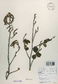 Alnus incana subsp. hirsuta image