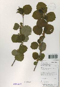 Alnus incana subsp. hirsuta image