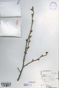 Alnus incana subsp. hirsuta image
