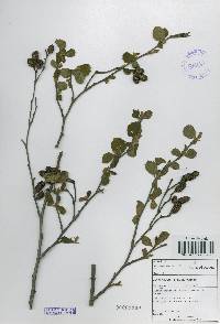 Alnus incana subsp. hirsuta image