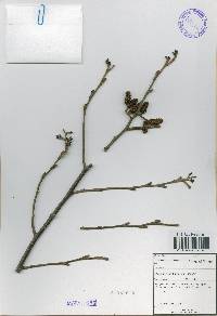 Alnus incana subsp. hirsuta image