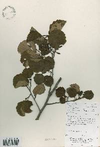 Alnus incana subsp. hirsuta image