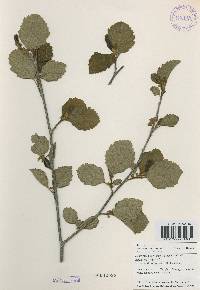 Alnus incana subsp. hirsuta image