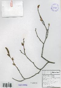 Alnus incana subsp. hirsuta image