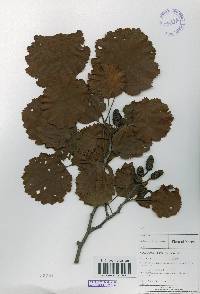Alnus incana subsp. hirsuta image