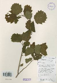 Alnus incana subsp. hirsuta image