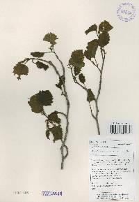 Alnus incana subsp. hirsuta image
