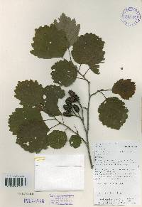 Alnus incana subsp. hirsuta image