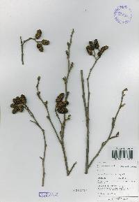 Alnus incana subsp. hirsuta image