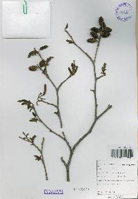 Alnus incana subsp. hirsuta image