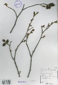 Alnus incana subsp. hirsuta image