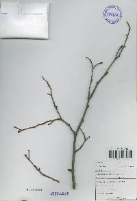 Alnus incana subsp. hirsuta image