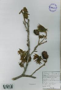 Platycarya strobilacea image